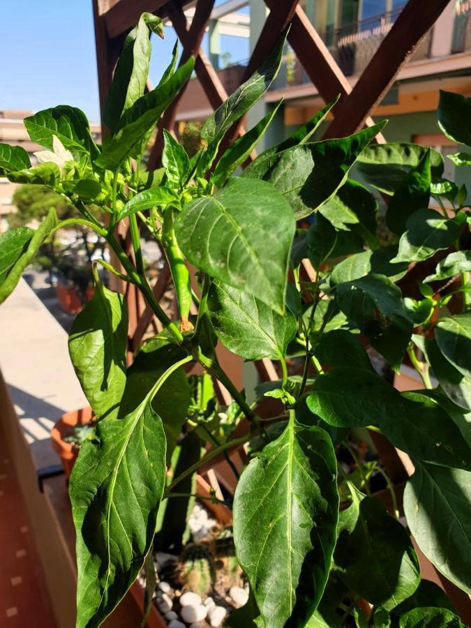 Euforbia House Lägenhet Lido di Ostia Exteriör bild